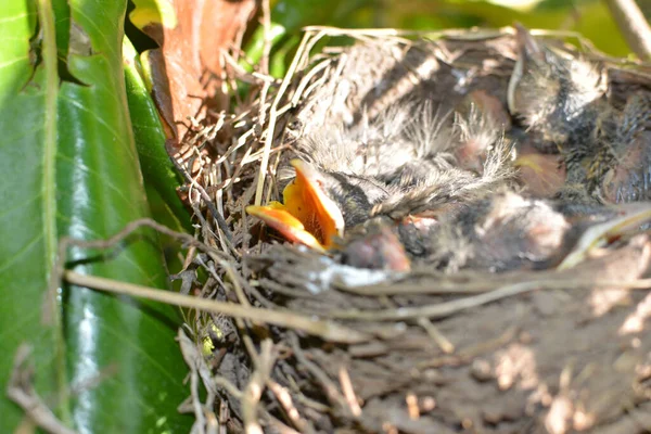 Een Close Shot Van Pasgeboren Kuikens Het Nest — Stockfoto