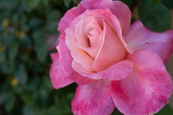 Detailní Záběr Detailů Rozkvetlé Růžové Růži — Stock fotografie