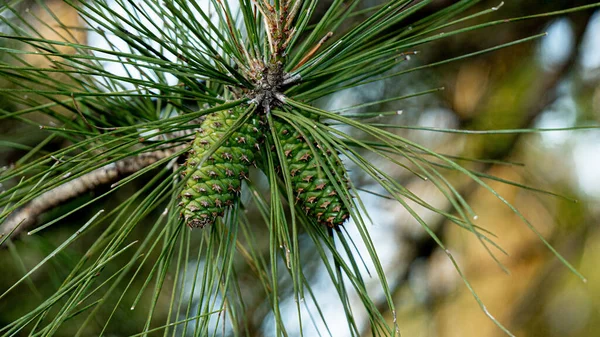 Green Pine Cones Spring — 스톡 사진