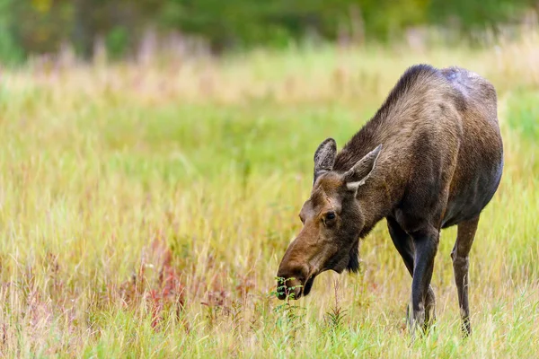 Kanada Nın Yukon Bölgesi Ndeki Vahşi Doğada Geyik Alces Alces — Stok fotoğraf