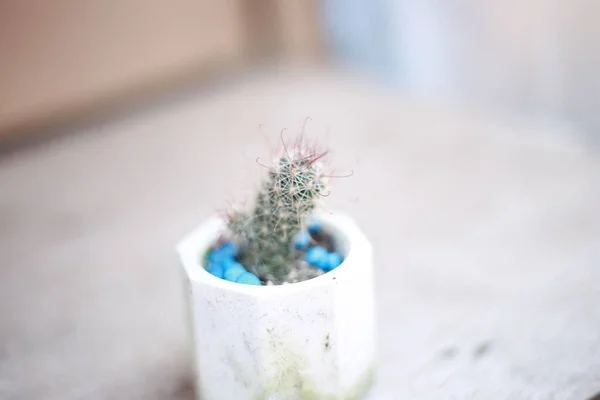 Zdjęcie Bliska Rośliny Kaktusa Garnku Małymi Niebieskimi Skałami Glebie — Zdjęcie stockowe