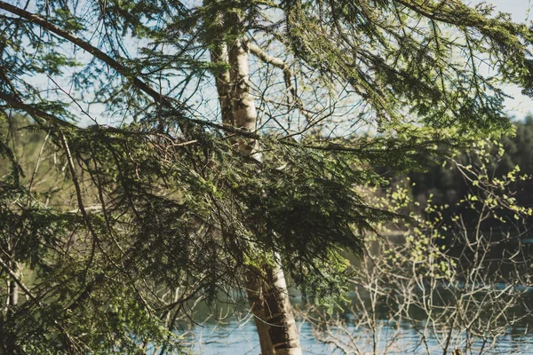 Trees Lake Daytime — Stock Photo, Image