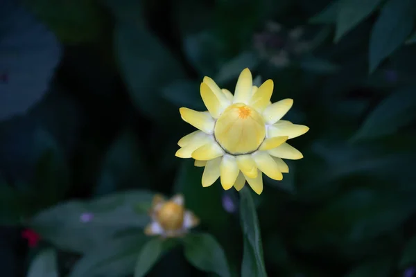 Shallow Focus Shot Yellow Everlasting Flowers Dark Green Blurred Background — 图库照片
