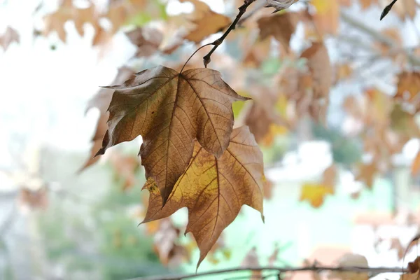 Selective Focus Shot Autumn Leaves — Stock Photo, Image