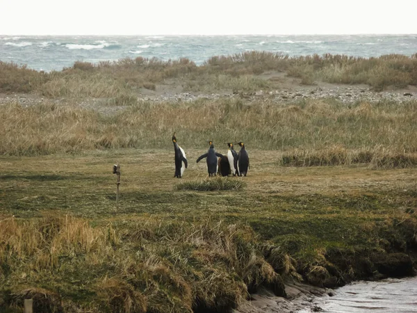Группа Очаровательных Пингвинов Заливе Инутил Чили — стоковое фото