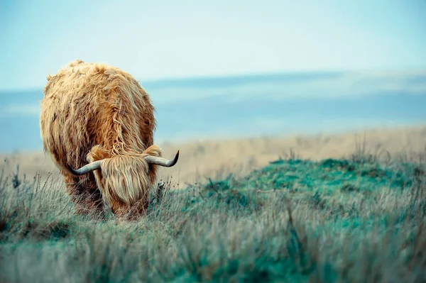 Exmoor Highland Cow Feeding Field — Stock Photo, Image