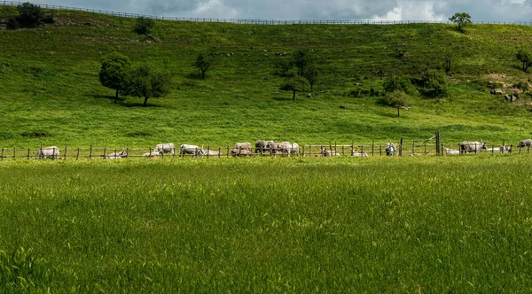 维泰博2022 马利玛娜品种的奶牛在绿色的草地上自由地吃草 我们是在一个阳光灿烂的春日 2022年4月意大利拉齐奥 — 图库照片