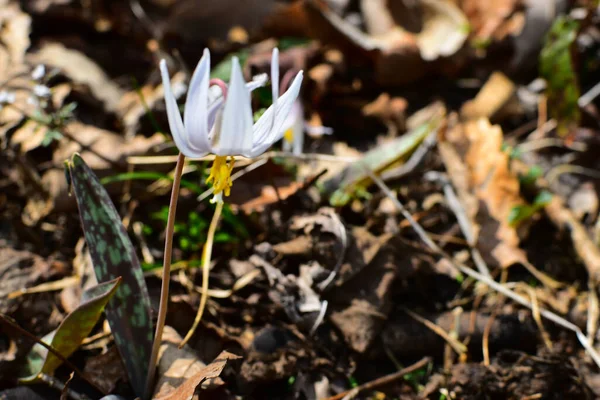 Closeup Single White Trout Lily Growing Garden Surrounded Leaves Blurry —  Fotos de Stock