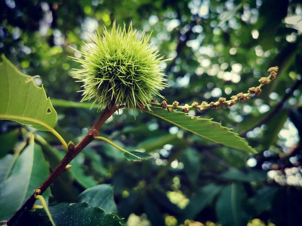 Selective Focus Shot Chestnut Seed Pod Its Tree — Foto de Stock