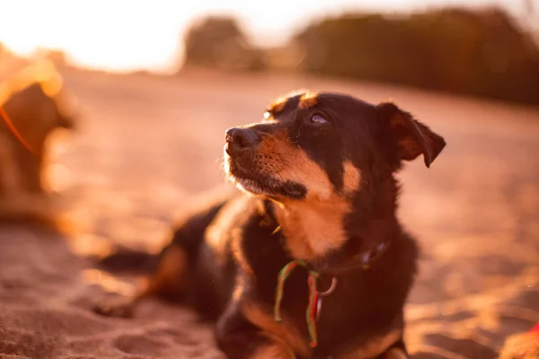 A shallow focus of a Lancashire Heeler dog laying on a sand with blurry sunset background