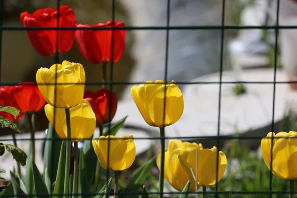 Vibrant Yellow Red Tulips Spring Fence — Stockfoto