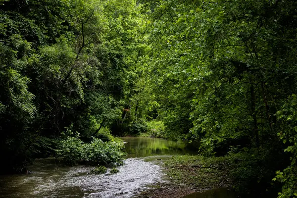 Beautiful View Green Forest Pond Looking Scenic Spring Summer Day — Stockfoto