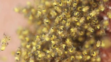 A macro shot of a nest full of baby bee spiders on a pink background