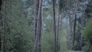 A closeup footage of the forest with trees on a rainy day in Valle di Muggio, Ticino, Switzerland