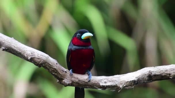 Black Red Broadbill Birds Gathering Nest Material Building Nest — Αρχείο Βίντεο