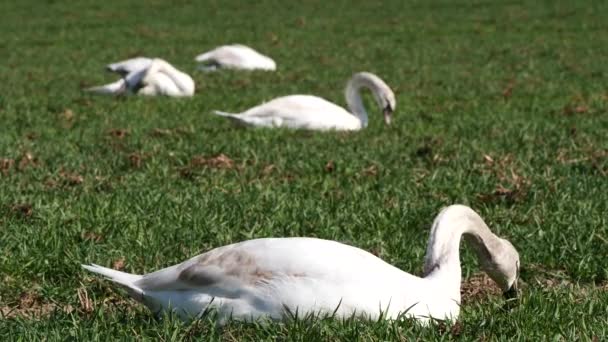 White Swans Relaxing Green Grass Sunny Day — Vídeos de Stock