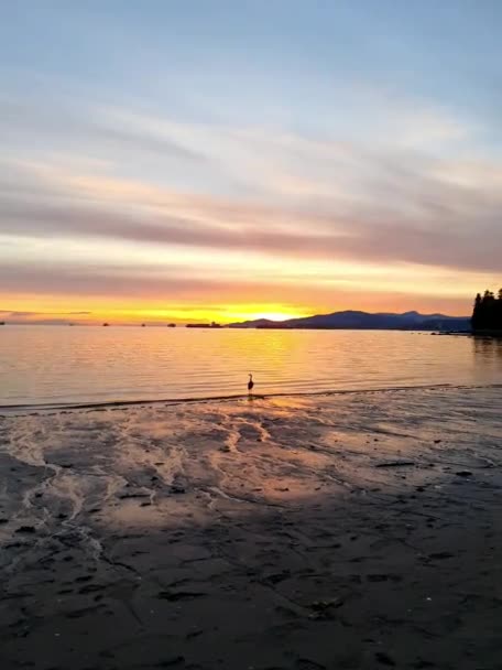View Bird Sunset Beach Vancouver Canada — 图库视频影像