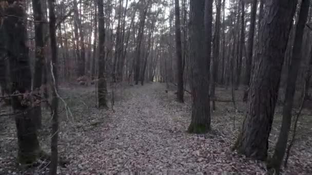 Scenic View Trail Forest Leafless Trees Sunny Day Bavaria Germany — Vídeo de stock