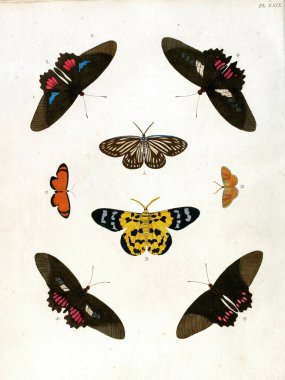 A vertical 19th-century vintage illustration of collectible butterflies on a white background