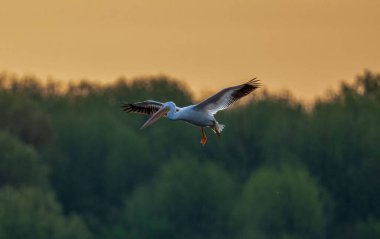 A beautiful shot of white egret bird in a flight with tree in the blurred background