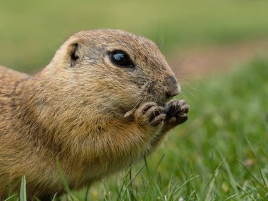 A selective focus shot of a ground squirrel eating on the grass
