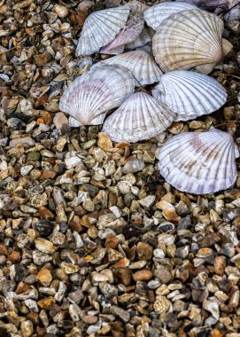 Large seashell in a seaside cottage garden in Devon.