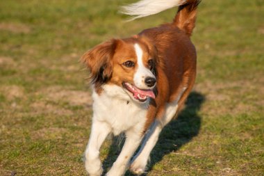 A closeup of a cute fluffy brown and white Dutch Kooikerhondje dog running around on lush green grass