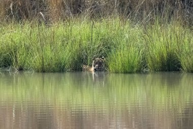 Hindistan 'da bir gölde yıkanan ve içen bir kaplan, Madhya Pradesh, suyu yansıtan.
