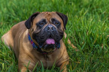 A MATURE BULLMASTIFF LYING IN TALL GREEN GRASS AT A LOCAL OFF LEASH DOG PARK WITH NICE EYES AND WEARING A MULTI COLORED COLLAR