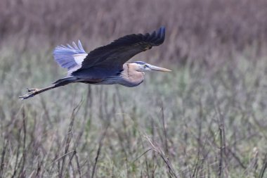 A beautiful shot of a great heron bird flying over a green natural field