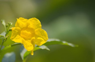 Sarı çiçeğin yakın çekimi.
