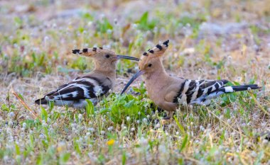 A scenic view of two Eurasian hoopoe birds perched on the meadow on a blurred background