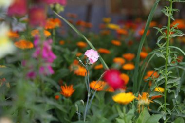 A pink carnation in a garden of colorful flowers