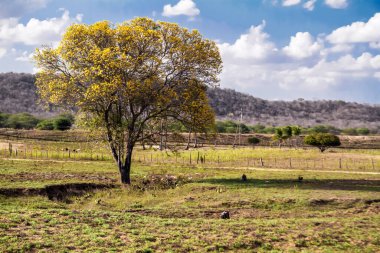 A beautiful view of a tree in the green field in spring