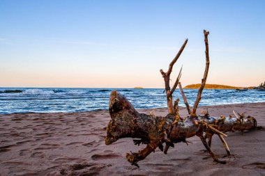 A large broken log on a seashore in the evening