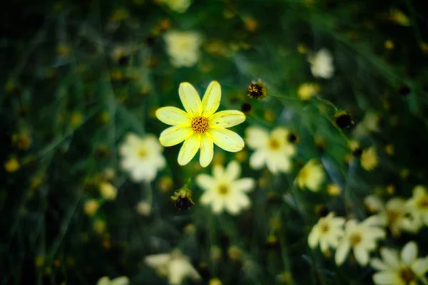 Крупный План Желтого Цветка Зеленом Фоне — стоковое фото