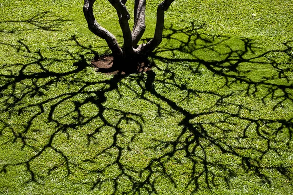 Beautiful View Big Oak Tree Branches Reflecting Grass Ground Maui — Stockfoto
