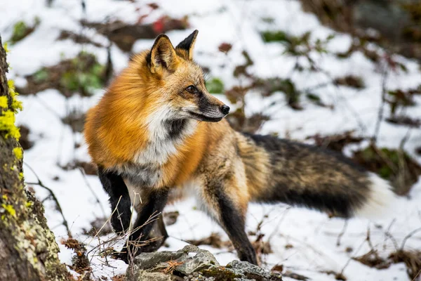 Closeup Shot Furry Fox Snowy Forest Cold Winter Day — Stok fotoğraf
