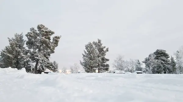 Winter Landscape Evergreen Trees Rural Area Covered Snow Clear Sky — Stock Fotó