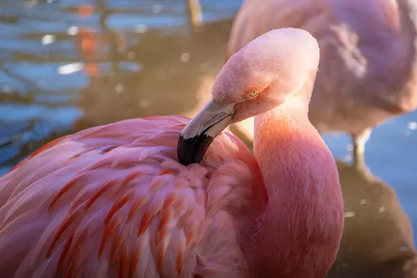 動物園の湖のそばのピンクのフラミンゴの群れ — ストック写真