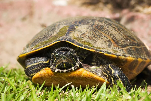 A closeup shot of a river turtle sunning in a yard on the grass in New Bern, North Carolina