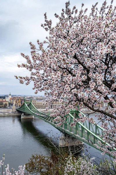 Almond Tree Bay River Danube Budapest Hungary — Zdjęcie stockowe