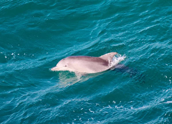 A scenic view of a cute dolphin in tropical water in Queensland