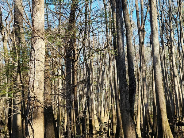 Closeup Tall Leafless Trees Growing Marshland — Stock Photo, Image