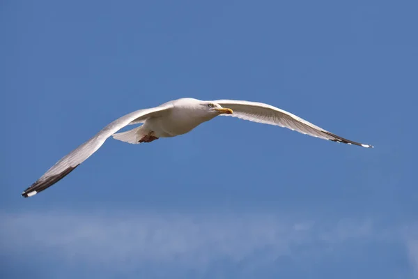 Single Seagull Flying Blue Sky — Stockfoto