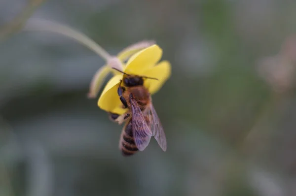 Zbliżenie Ujęcia Pszczoły Zapylającej Żółtym Kwiatku — Zdjęcie stockowe