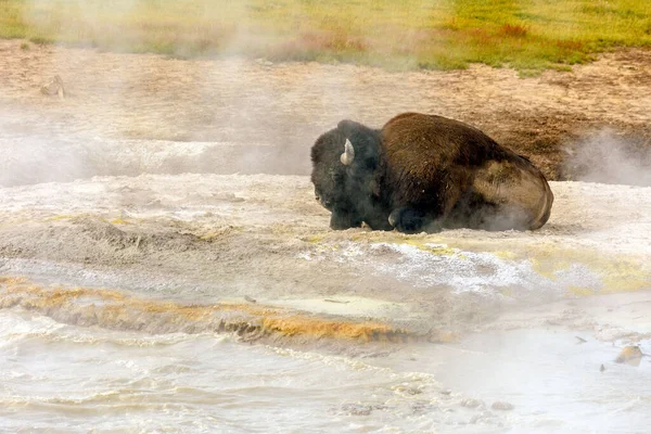 American Buffalo Bison Bison Resting Steam Geyser Yellowstone National Park — Photo