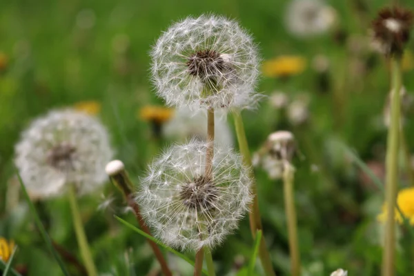 Bella Giornata Soleggiata Primavera Vento Che Soffia Semi Dente Leone — Foto Stock