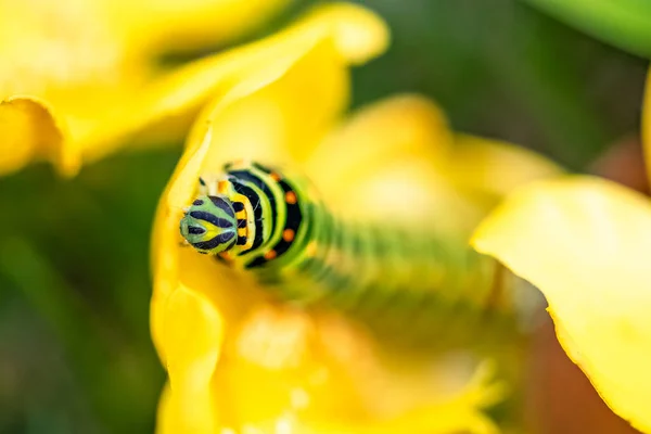 Gąsienica Starego Świata Jaskółka Papilio Machaon Łodydze Kopru Włoskiego — Zdjęcie stockowe