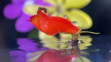 An ant on a red color flower is moving here and there. Surrounded by water. droplets on top of the flower with yellow flower reflection. Lost and he